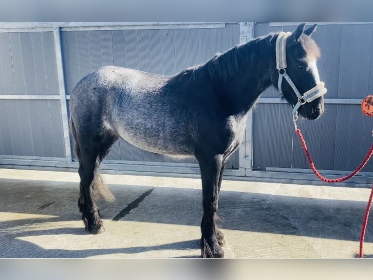 Cob Caballo castrado 4 años 138 cm Porcelana in Sligo