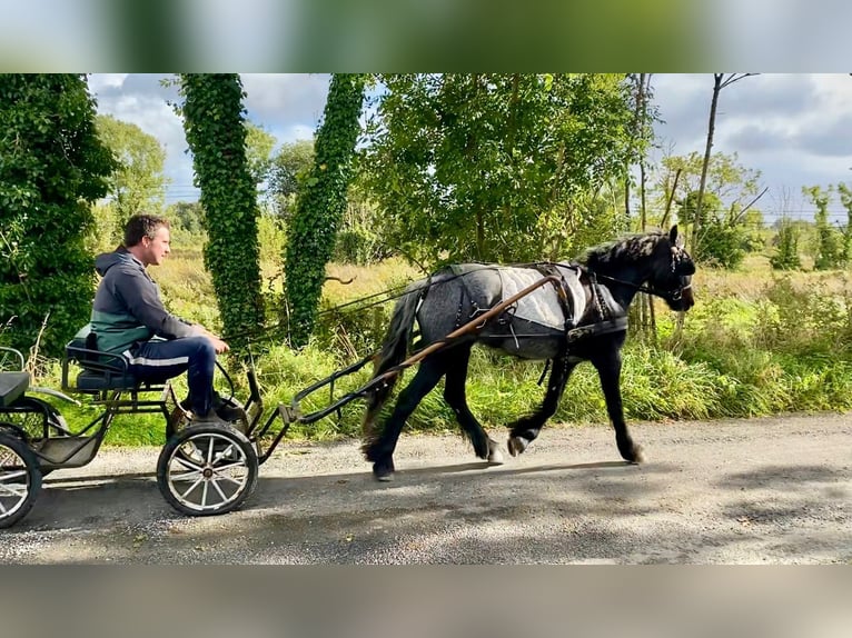 Cob Caballo castrado 4 años 138 cm Porcelana in Sligo