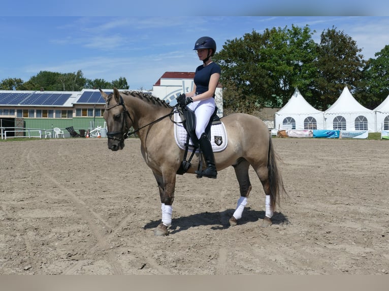 Cob Caballo castrado 4 años 140 cm Bayo in Ganschow