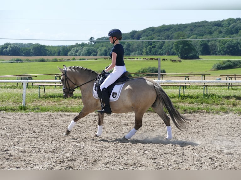 Cob Caballo castrado 4 años 140 cm Bayo in Ganschow
