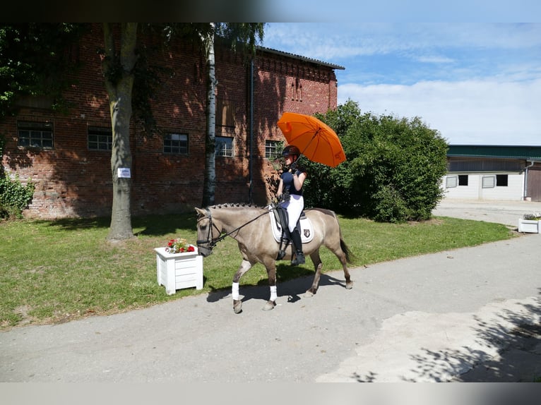 Cob Caballo castrado 4 años 140 cm Bayo in Ganschow