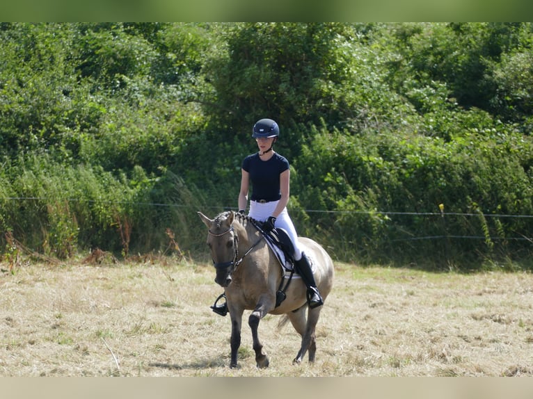 Cob Caballo castrado 4 años 140 cm Bayo in Ganschow