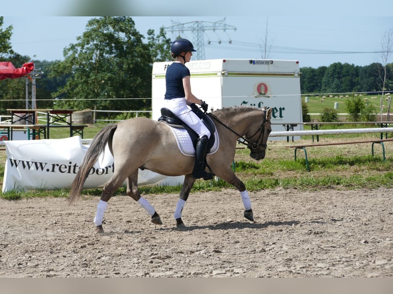 Cob Caballo castrado 4 años 140 cm Bayo in Ganschow
