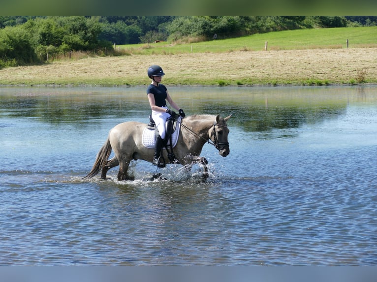 Cob Caballo castrado 4 años 140 cm Bayo in Ganschow