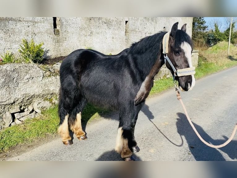 Cob Caballo castrado 4 años 140 cm in Sligo