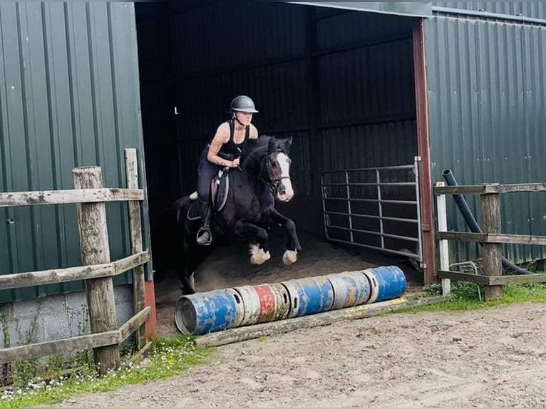 Cob Caballo castrado 4 años 140 cm Castaño rojizo in Sligo