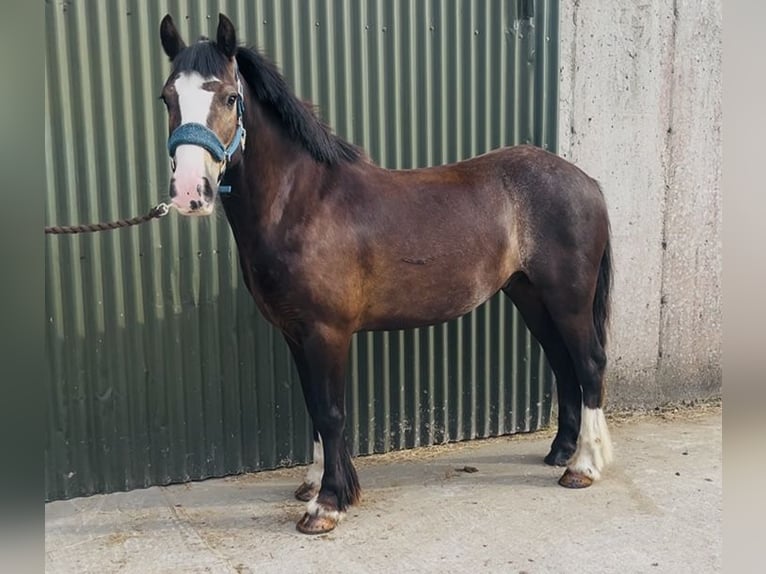 Cob Caballo castrado 4 años 140 cm Castaño rojizo in Sligo