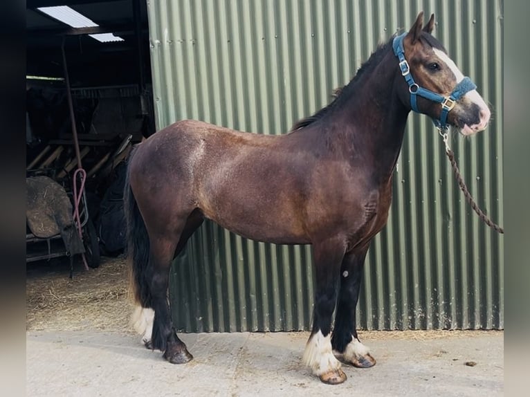 Cob Caballo castrado 4 años 140 cm Castaño rojizo in Sligo