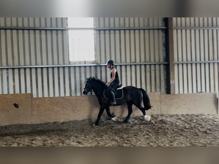 Cob Caballo castrado 4 años 140 cm Castaño rojizo in Sligo