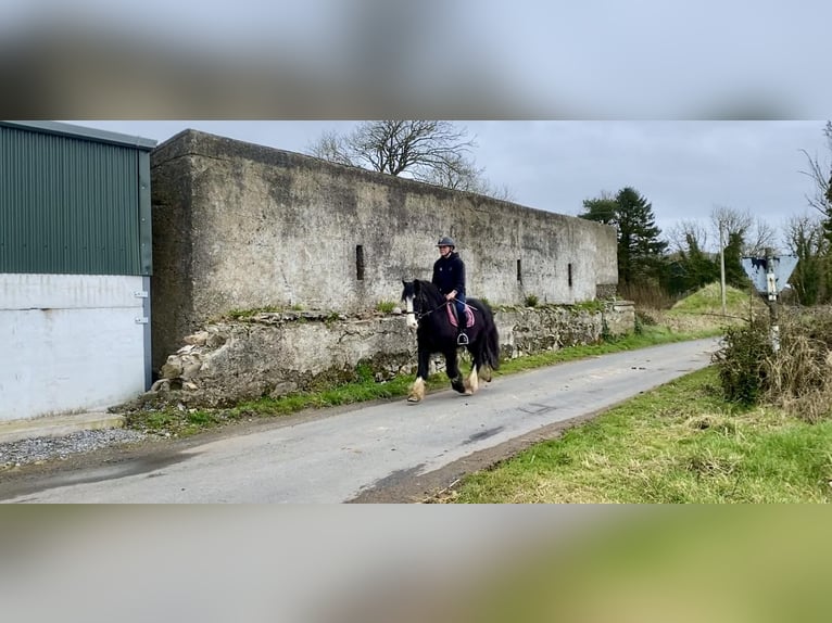 Cob Caballo castrado 4 años 140 cm Negro in Sligo
