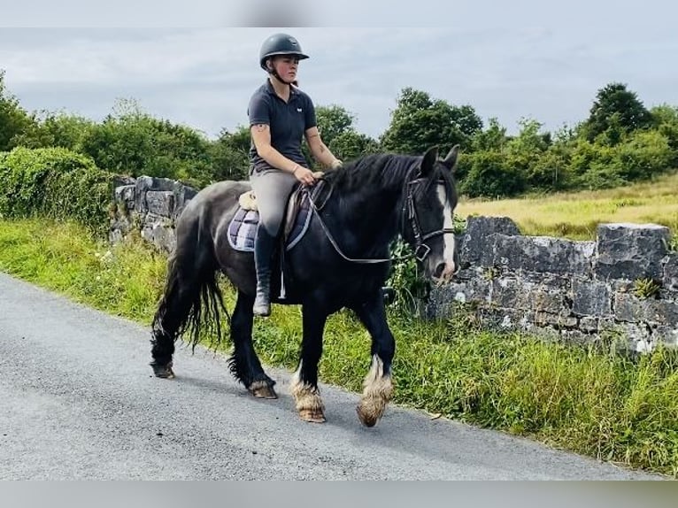 Cob Caballo castrado 4 años 140 cm Negro in Sligo