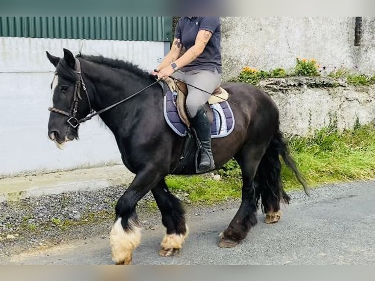 Cob Caballo castrado 4 años 140 cm Negro in Sligo