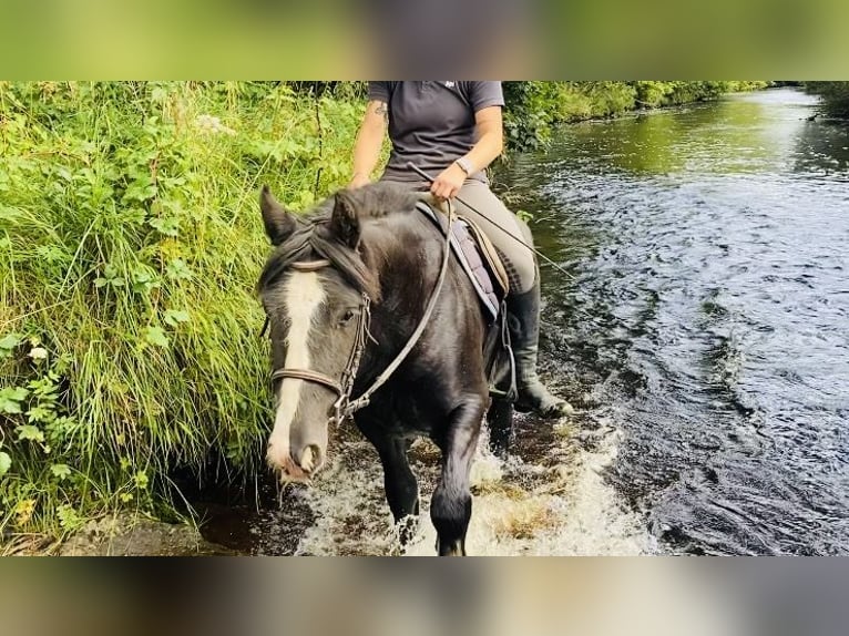 Cob Caballo castrado 4 años 140 cm Negro in Sligo