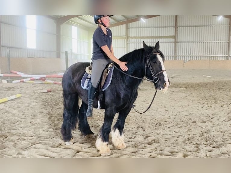 Cob Caballo castrado 4 años 140 cm Negro in Sligo