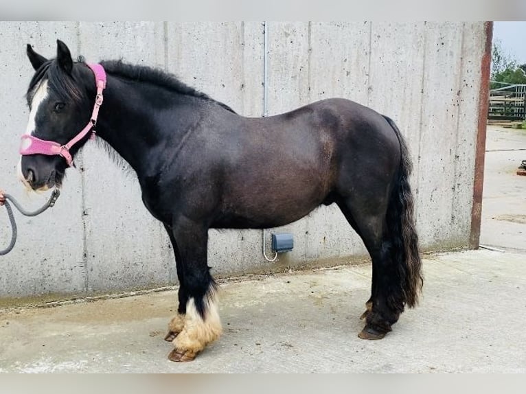 Cob Caballo castrado 4 años 140 cm Negro in Sligo