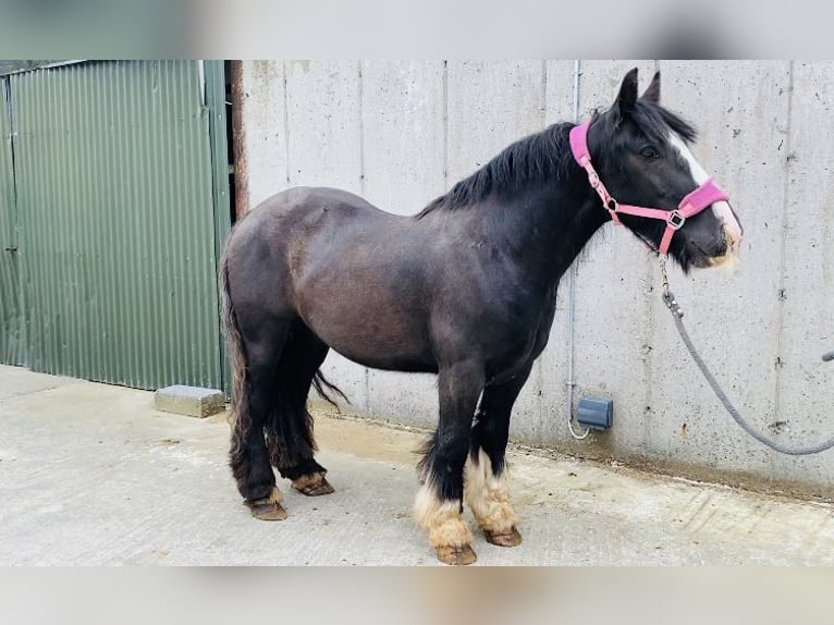 Cob Caballo castrado 4 años 140 cm Negro in Sligo