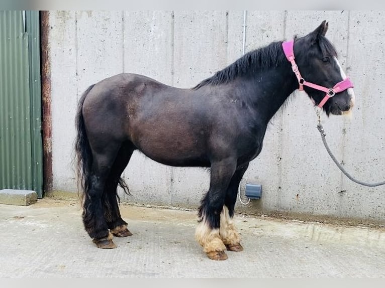 Cob Caballo castrado 4 años 140 cm Negro in Sligo