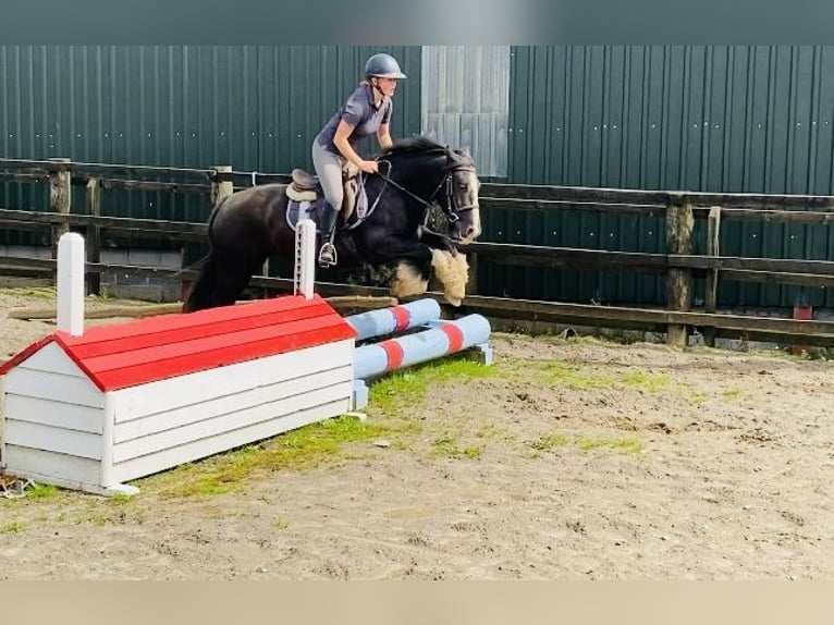 Cob Caballo castrado 4 años 140 cm Negro in Sligo