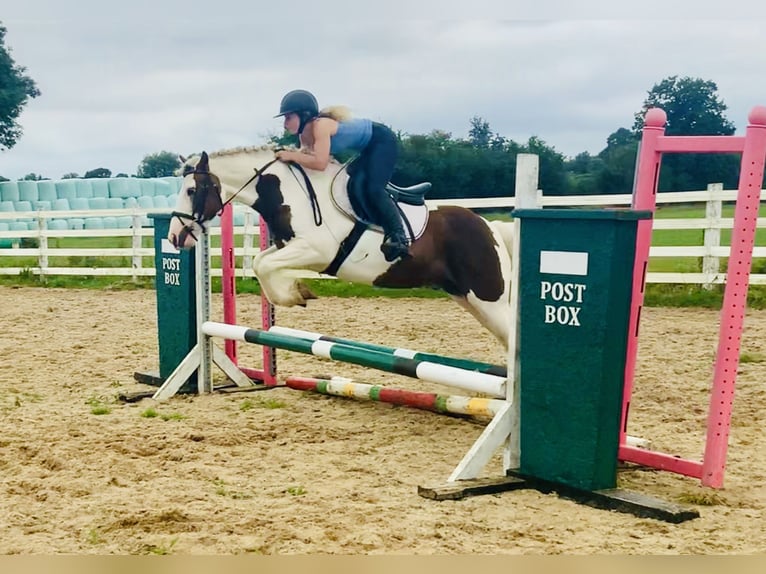 Cob Caballo castrado 4 años 142 cm Pío in ountrath