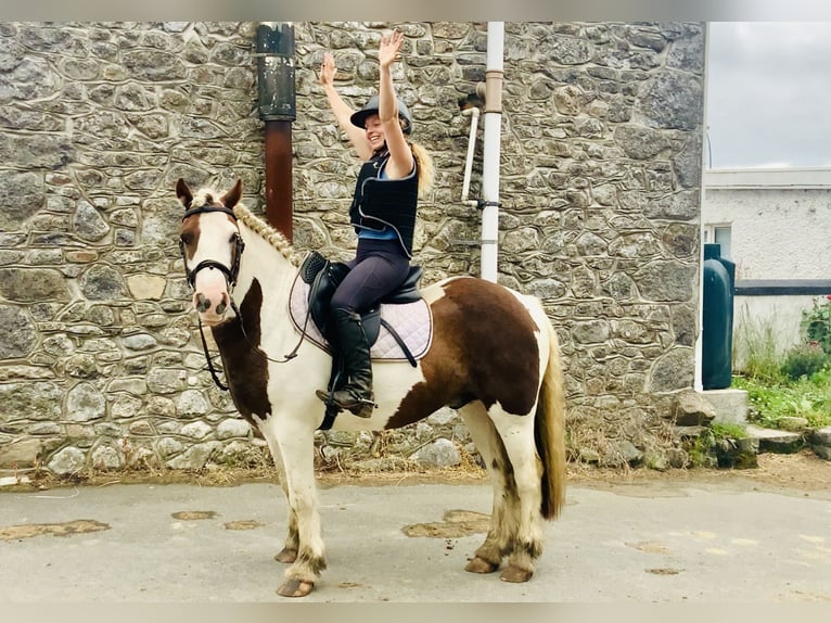 Cob Caballo castrado 4 años 142 cm Pío in ountrath