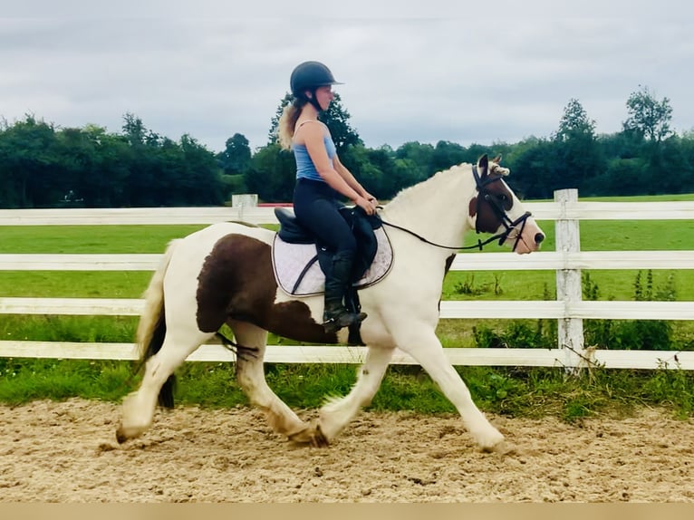 Cob Caballo castrado 4 años 142 cm Pío in ountrath