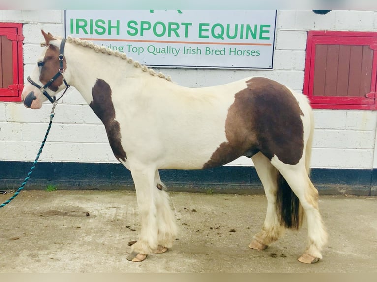 Cob Caballo castrado 4 años 142 cm Pío in ountrath