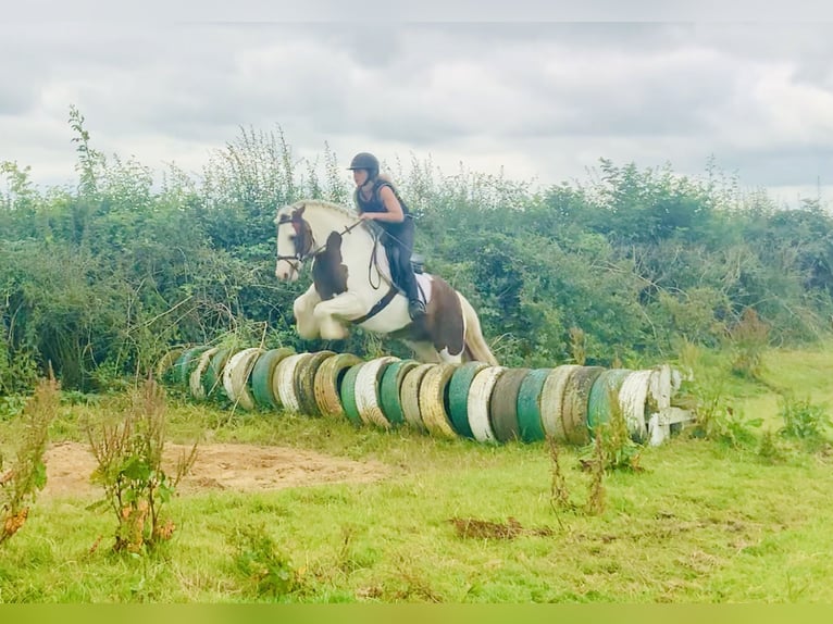 Cob Caballo castrado 4 años 142 cm Pío in ountrath