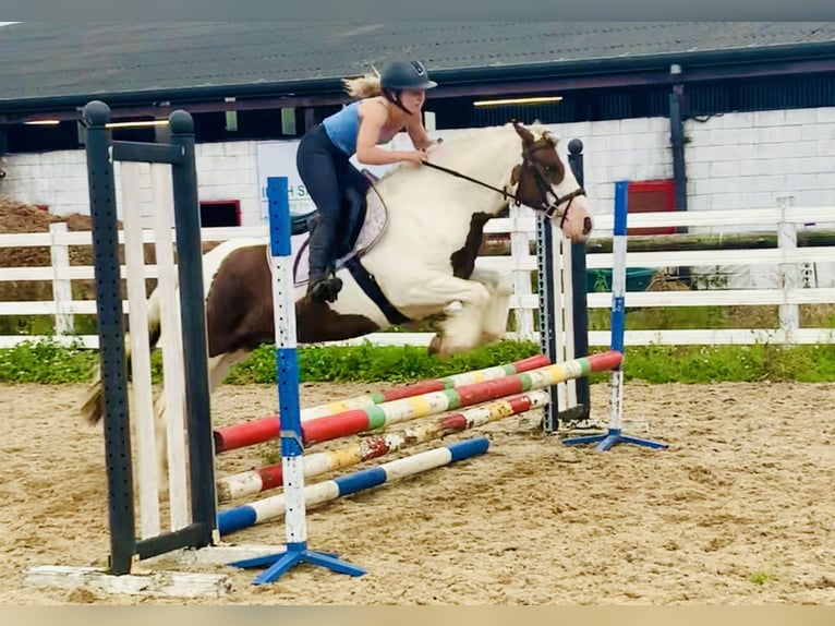 Cob Caballo castrado 4 años 142 cm Pío in ountrath