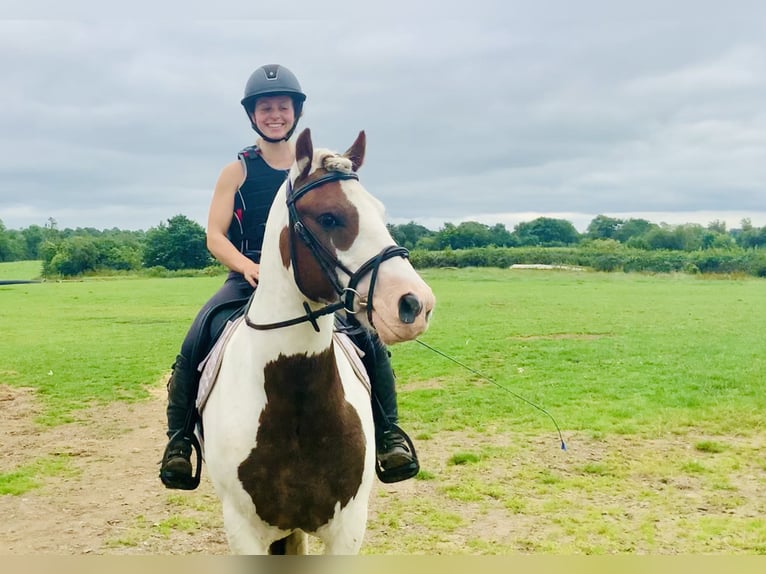 Cob Caballo castrado 4 años 142 cm Pío in ountrath