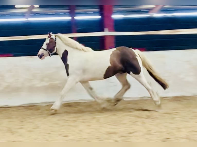 Cob Caballo castrado 4 años 142 cm Pío in ountrath