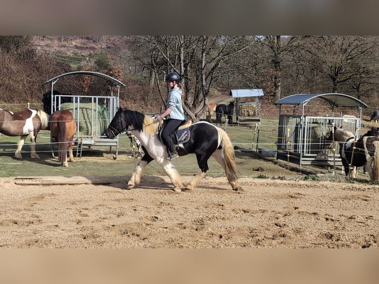 Cob Mestizo Caballo castrado 4 años 143 cm Pío in Morsbach