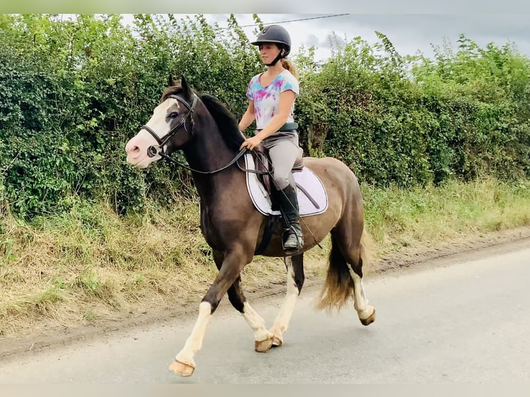 Cob Caballo castrado 4 años 145 cm Castaño in Mountrath