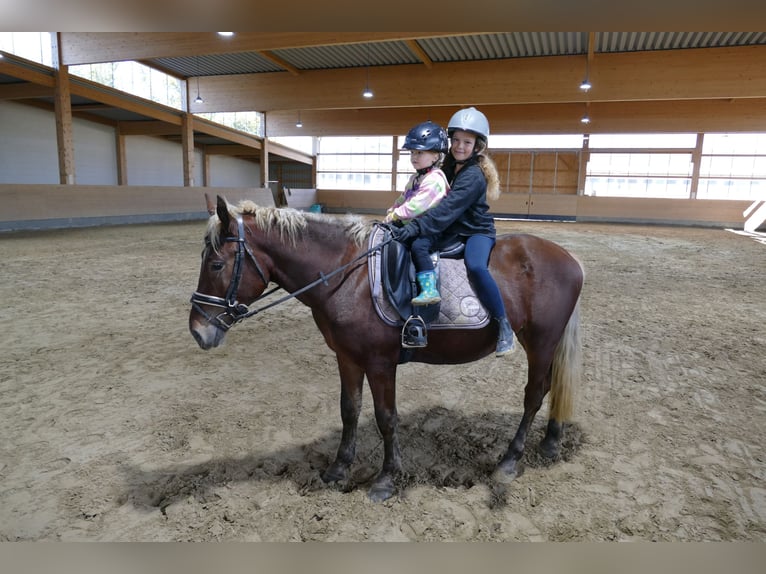 Cob Caballo castrado 4 años 146 cm Alazán-tostado in Ganschow