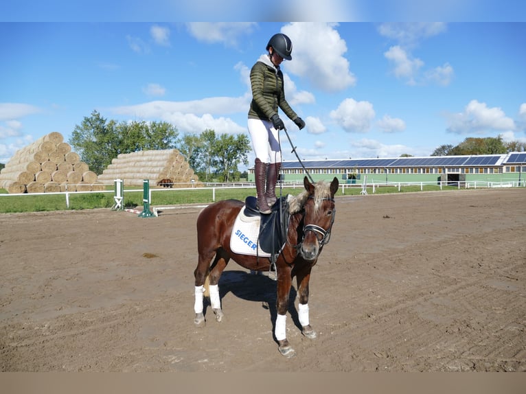 Cob Caballo castrado 4 años 146 cm Alazán-tostado in Ganschow