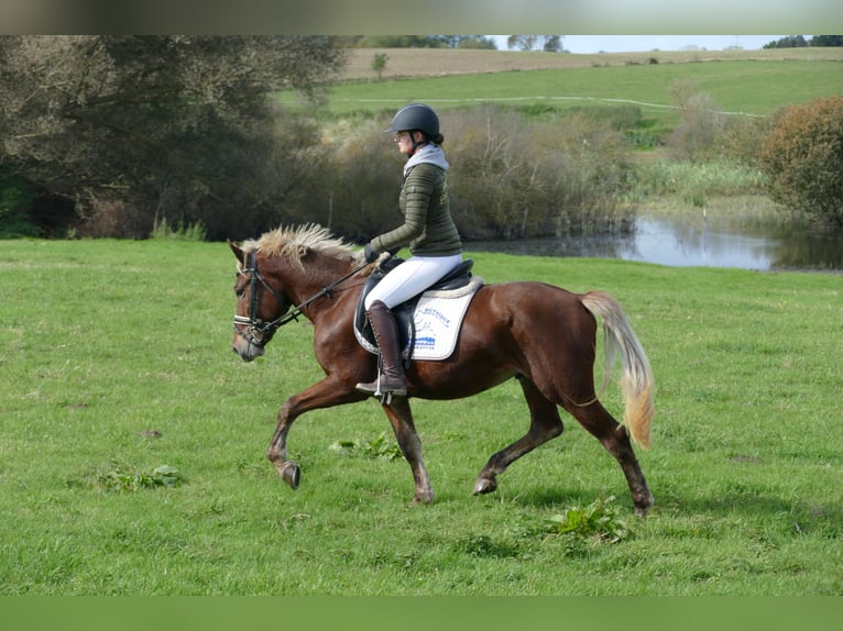 Cob Caballo castrado 4 años 146 cm Alazán-tostado in Ganschow