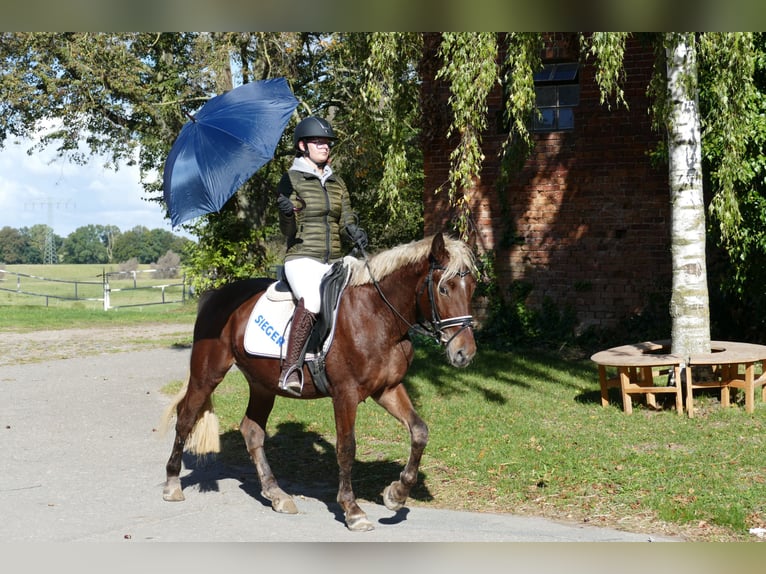 Cob Caballo castrado 4 años 146 cm Alazán-tostado in Ganschow