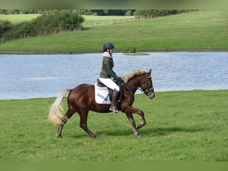 Cob Caballo castrado 4 años 146 cm Alazán-tostado in Ganschow