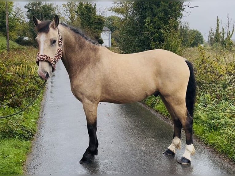 Cob Caballo castrado 4 años 146 cm Bayo in Sligo Cob Caballo castrado 4 años 146 cm Bayo in Sligo