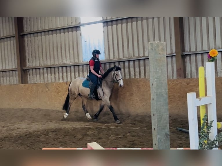 Cob Caballo castrado 4 años 146 cm Bayo in Sligo Cob Caballo castrado 4 años 146 cm Bayo in Sligo