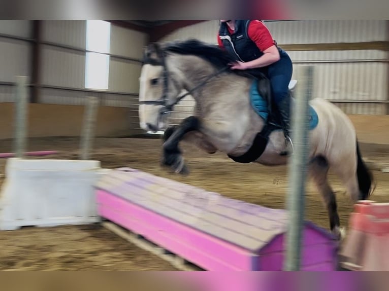 Cob Caballo castrado 4 años 146 cm Bayo in Sligo