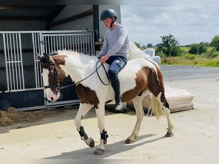 Cob Caballo castrado 4 años 147 cm Atigrado/Moteado in Sligo