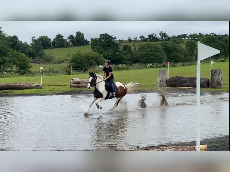 Cob Caballo castrado 4 años 147 cm Atigrado/Moteado in Sligo