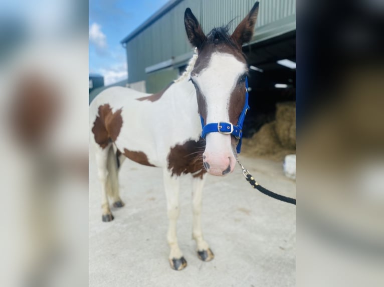 Cob Caballo castrado 4 años 147 cm Atigrado/Moteado in Sligo