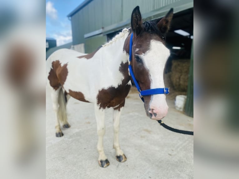 Cob Caballo castrado 4 años 147 cm Atigrado/Moteado in Sligo