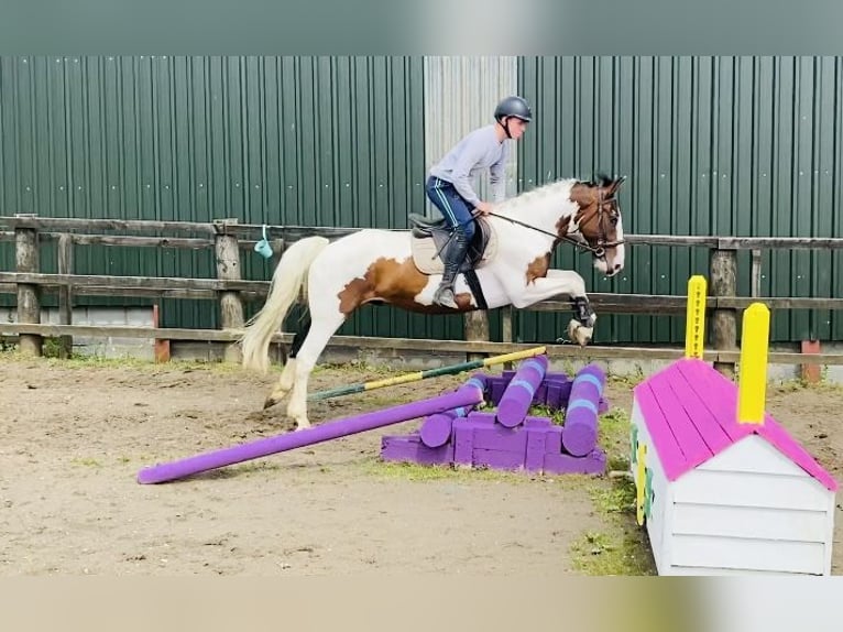 Cob Caballo castrado 4 años 147 cm Atigrado/Moteado in Sligo