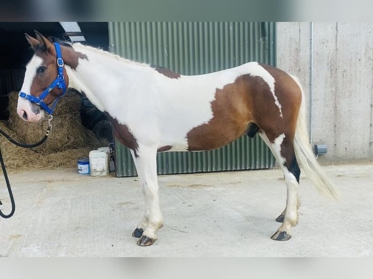 Cob Caballo castrado 4 años 147 cm Atigrado/Moteado in Sligo