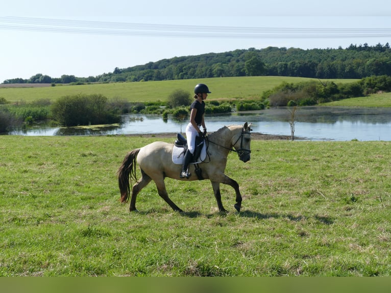Cob Caballo castrado 4 años 147 cm Bayo in Ganschow
