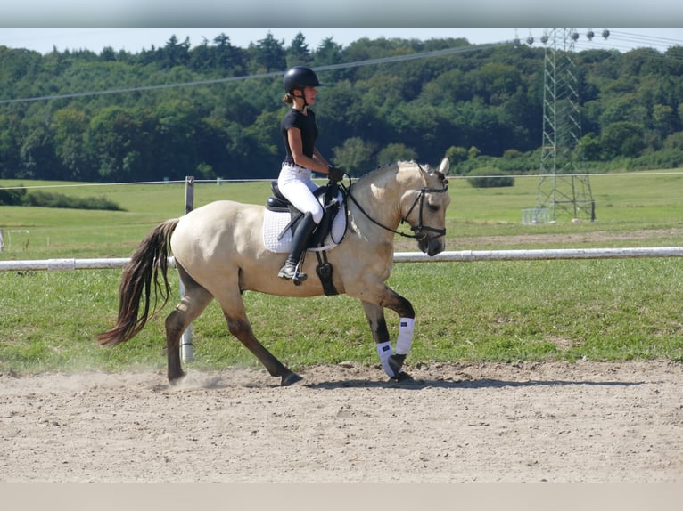Cob Caballo castrado 4 años 147 cm Bayo in Ganschow