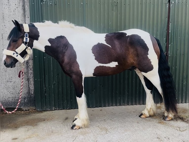 Cob Caballo castrado 4 años 147 cm Pío in Sligo
