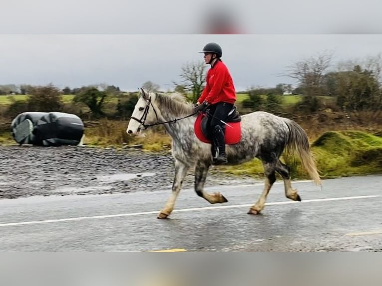 Cob Caballo castrado 4 años 147 cm Tordo rodado in Sligo